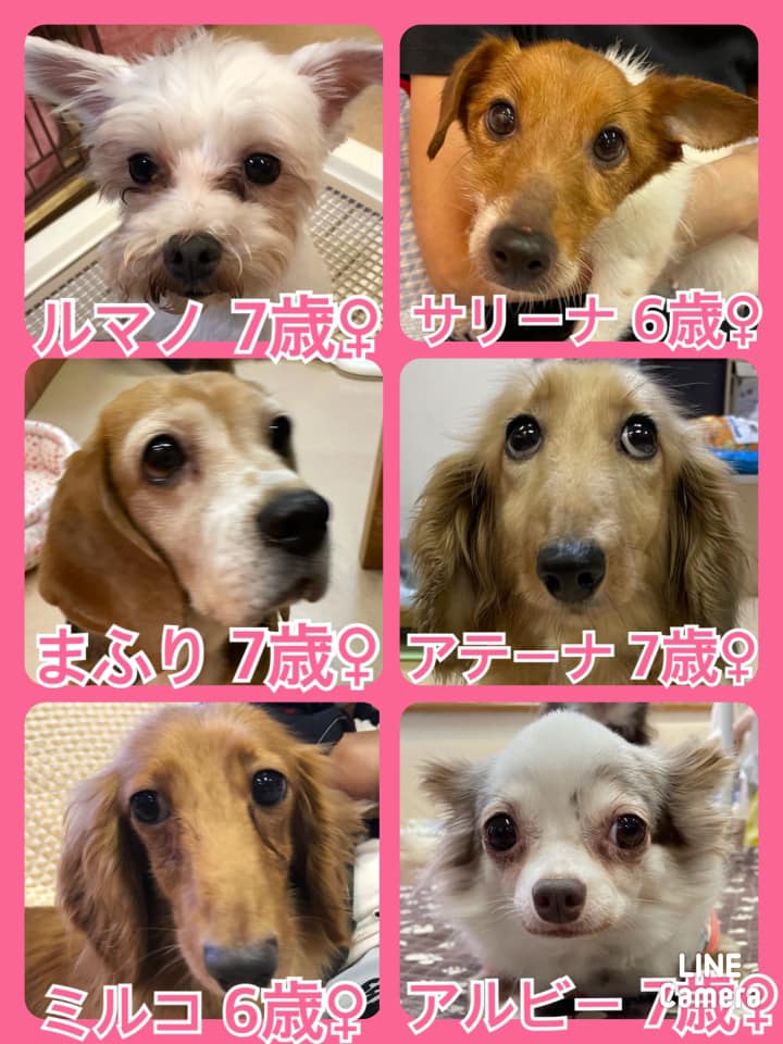 🐾今日の里親様募集中ワンコ🐶メンバーです🐾2021,9,2